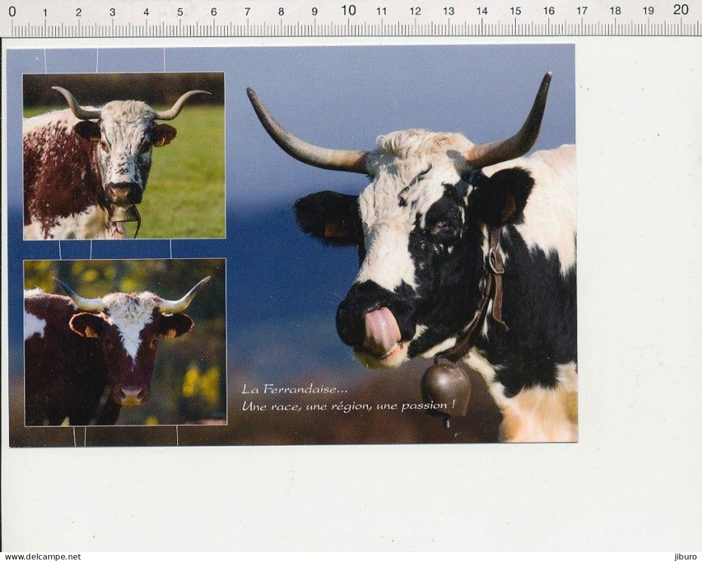 Carte Postale 17 X 12 Cm Vache Ferrandaise Race Locale Massif Central Agriculture élevage Bovin Puy-de-Dôme Clarine CPGF - Veeteelt