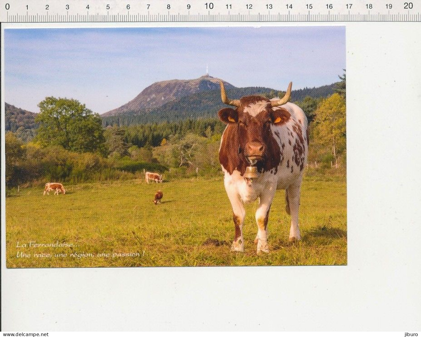 Carte Postale 17 X 12 Cm Vache Ferrandaise Race Locale Massif Central Agriculture élevage Bovin Puy-de-Dôme Clarine CPGF - Crías