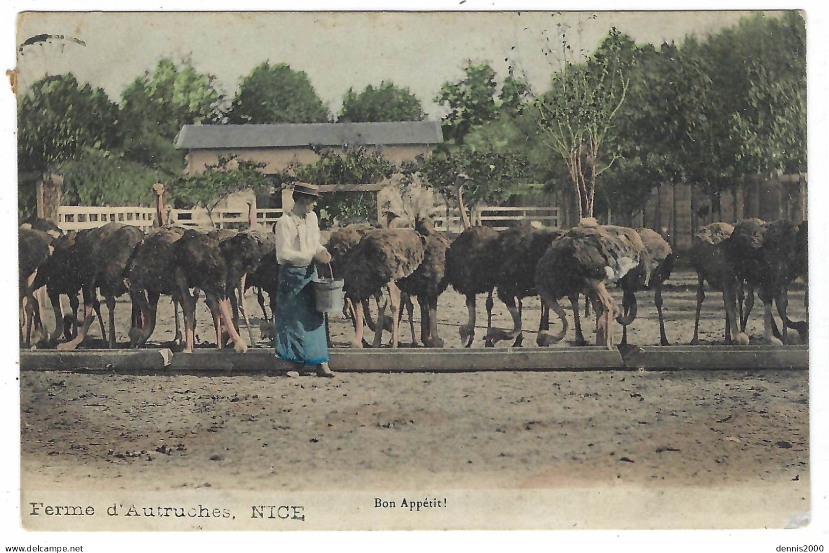 AGRICULTURE - ELEVAGE - NICE (06) - Ferme D' Autruches - Bon Appétit  !! - Sans éditeur - Breeding