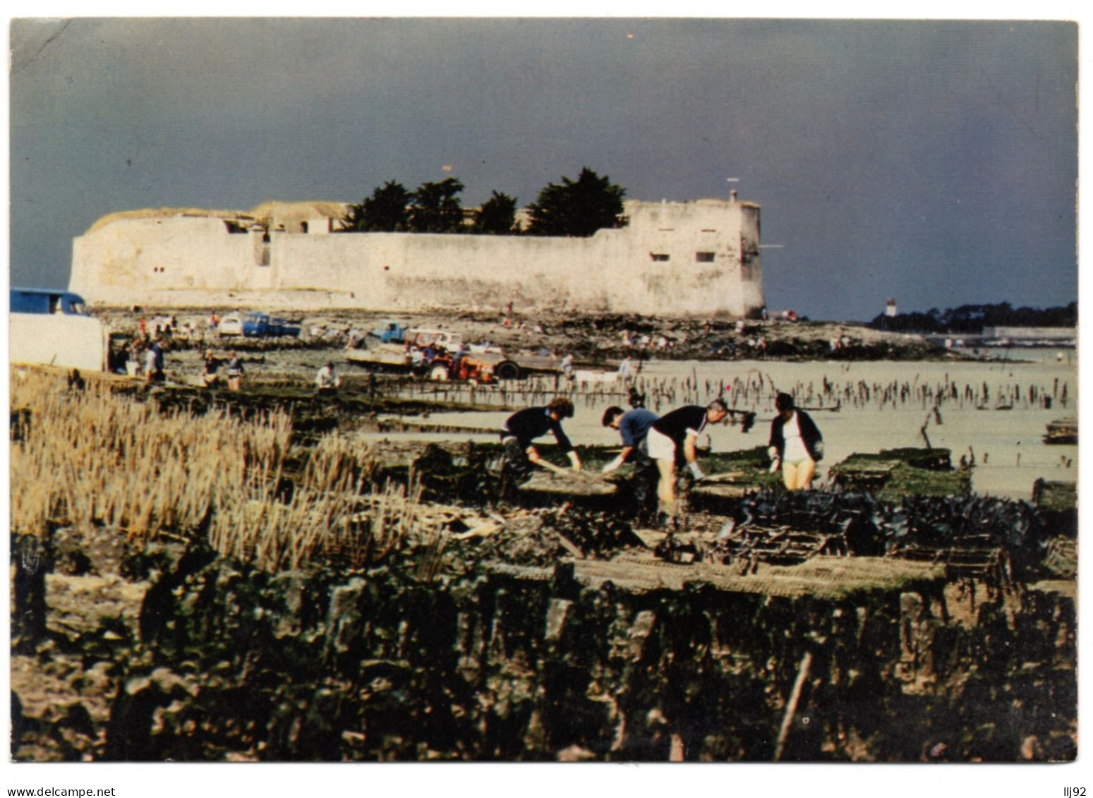 CPSM GF 17 - Le FORT D'ENET (Charente Maritime) - Récolte Ostréicole à La Pointe De La Fumée - Fouras-les-Bains