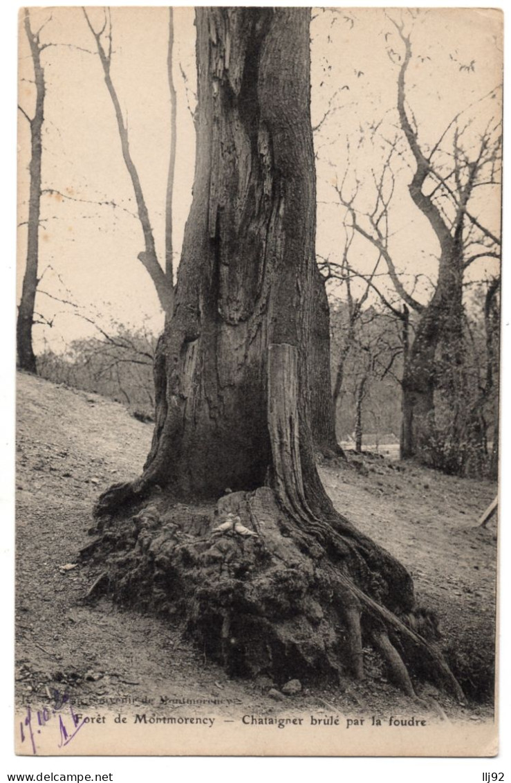 CPA 95 - Forêt De MONTMORENCY (Val D'Oise) - Chataigner Brûlé Par La Foudre - Montmorency