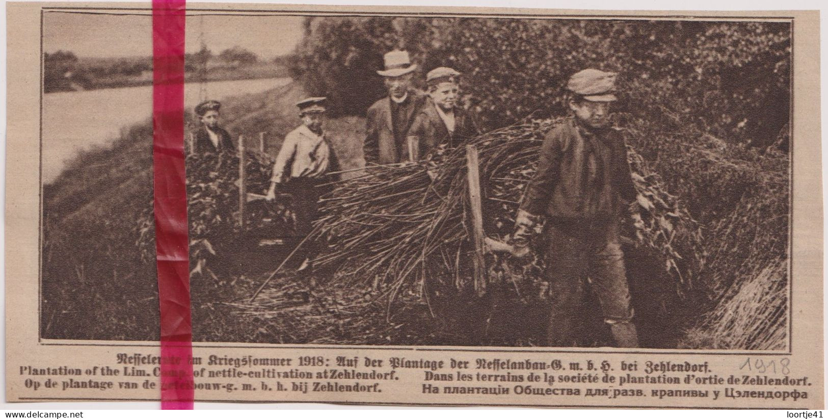 Oorlog Guerre 14/18 - Zehlendorf , Plantation D'ortie, Brandnetels - Orig. Knipsel Coupure Tijdschrift Magazine - 1918 - Non Classés