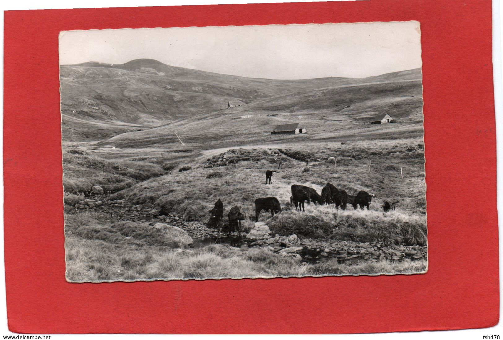 15-----L'AUVERGNE PITTORESQUE--Les Burons à Prat De Bouc-( Troupeau De Vaches )---voir 2 Scans - Other & Unclassified