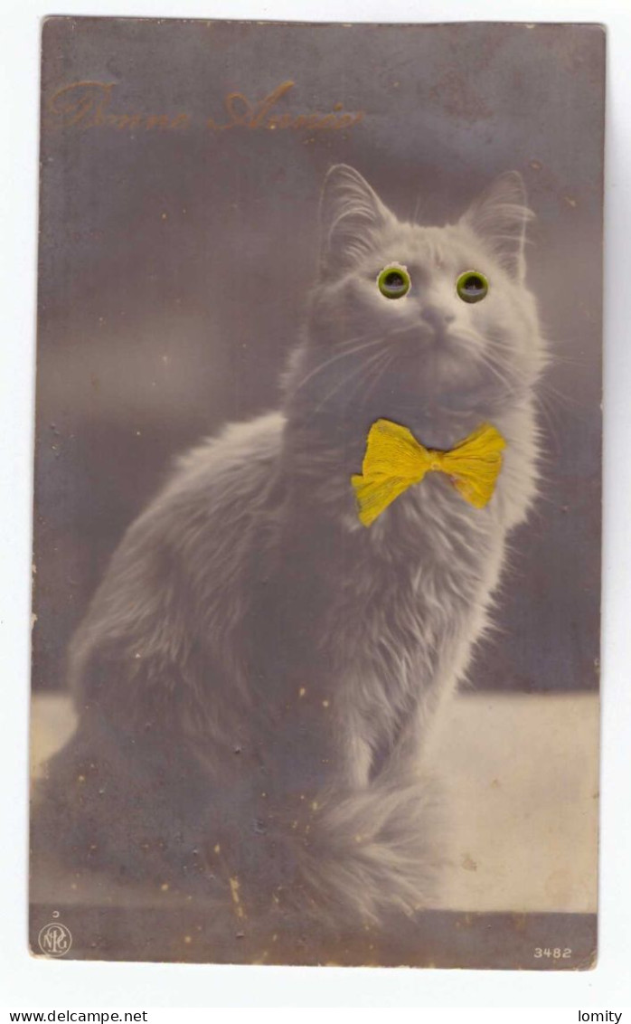 Chat CPA Carte Photo Avec Insert Yeux , Noeud Papillon En Ruban Jaune - Chats