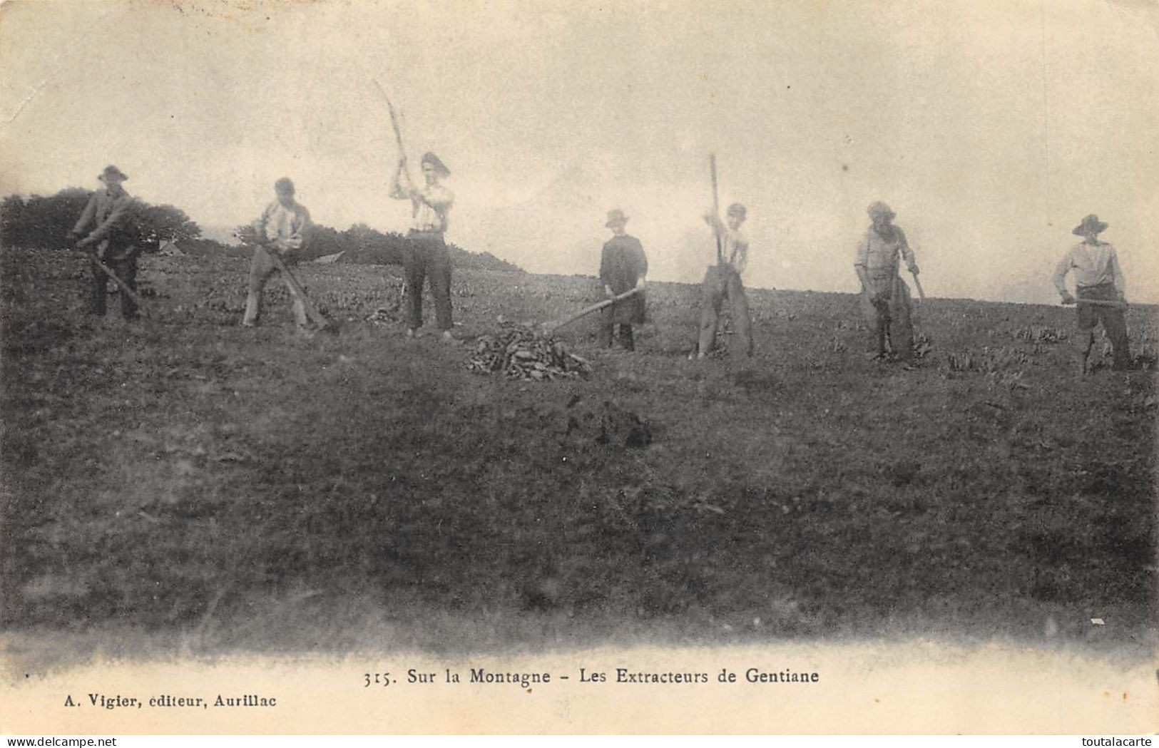 CPA 15 SUR LA MONTAGNE LES EXTRACTEURS DE GENTIANE  Vigier éditeur Aurillac  Rare - Aurillac