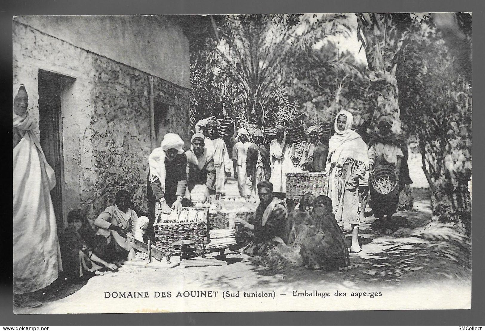 Sud Tunisien. Domaine Des Aouinet, Emballage Des Asperges (13526) - Tunesië