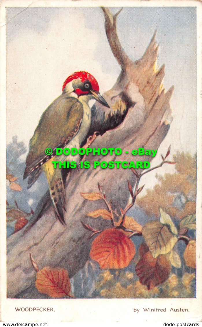 R517323 Woodpecker. Winifred Austen. Valentine. 1949 - Monde