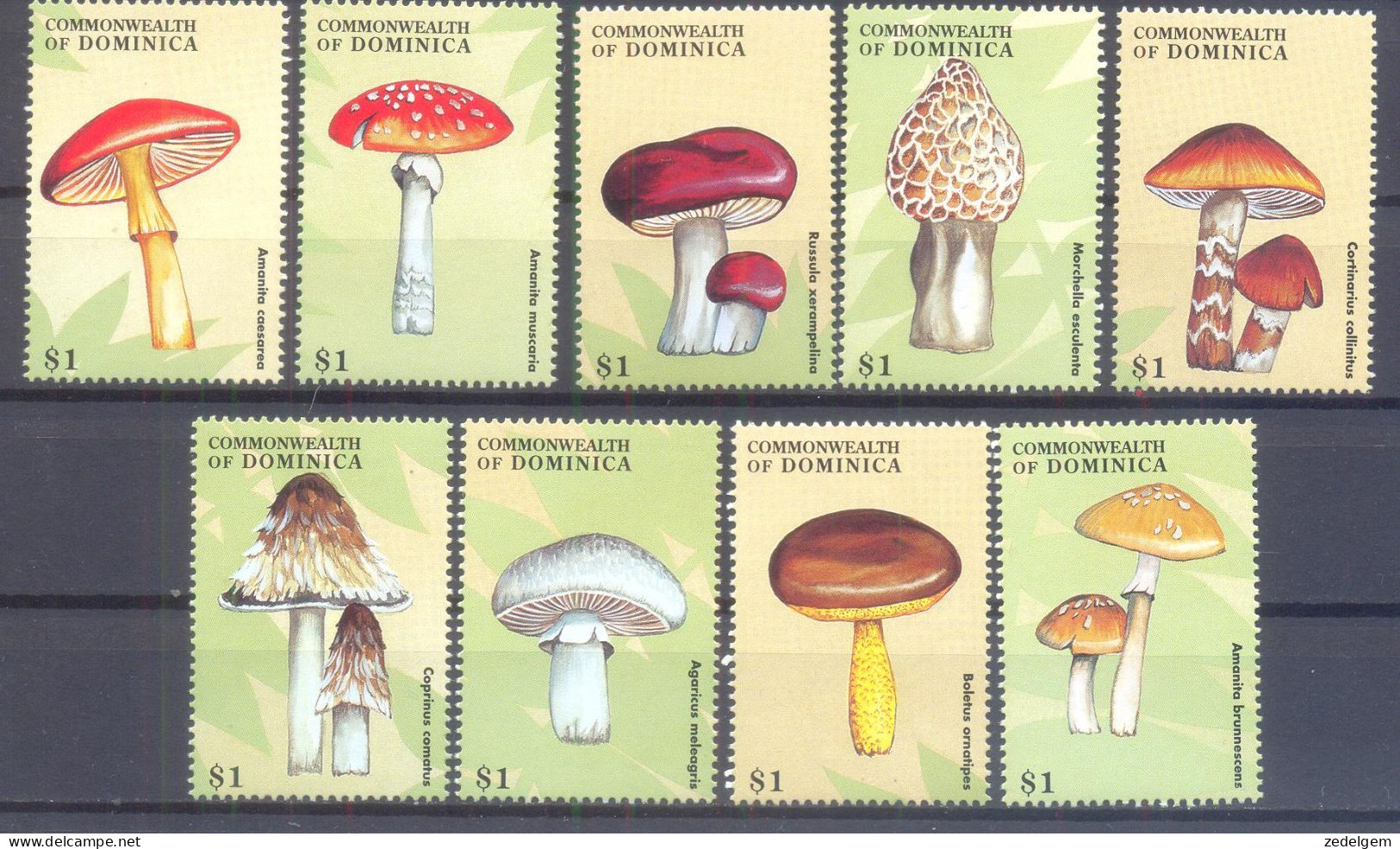 DOMINICA (PAD075) XC - Paddestoelen