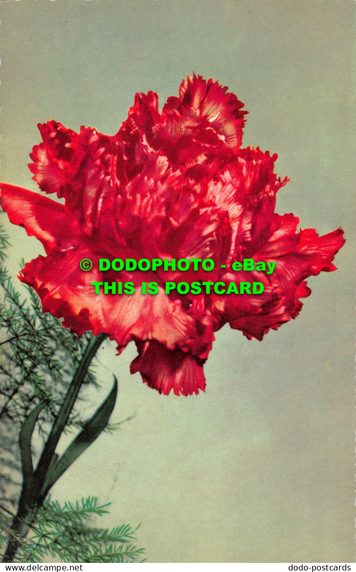R517179 Red Flowers. Kruger. Postcard - Monde