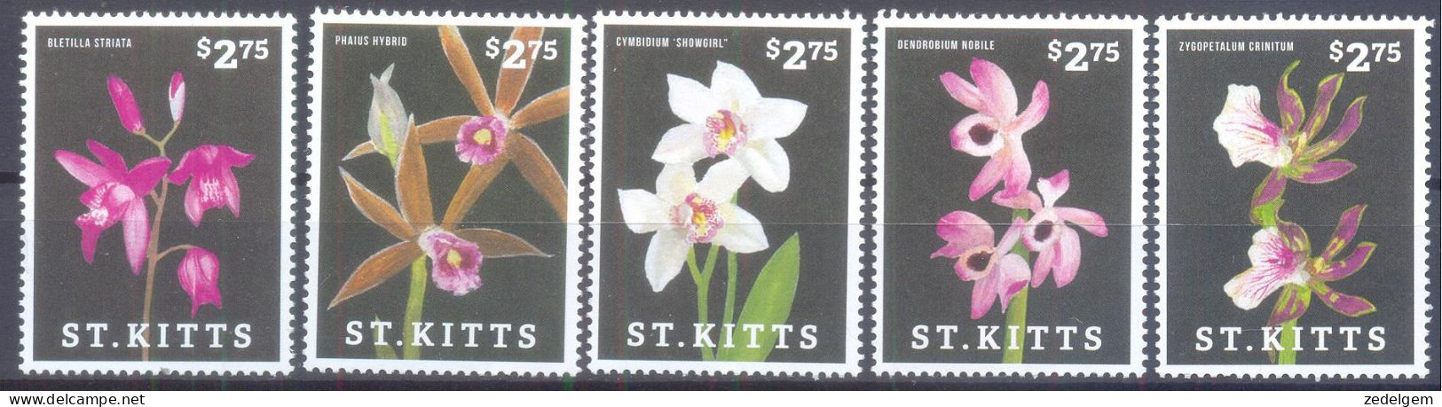 SINT KITTS  (ORC018) XC - Orchidee