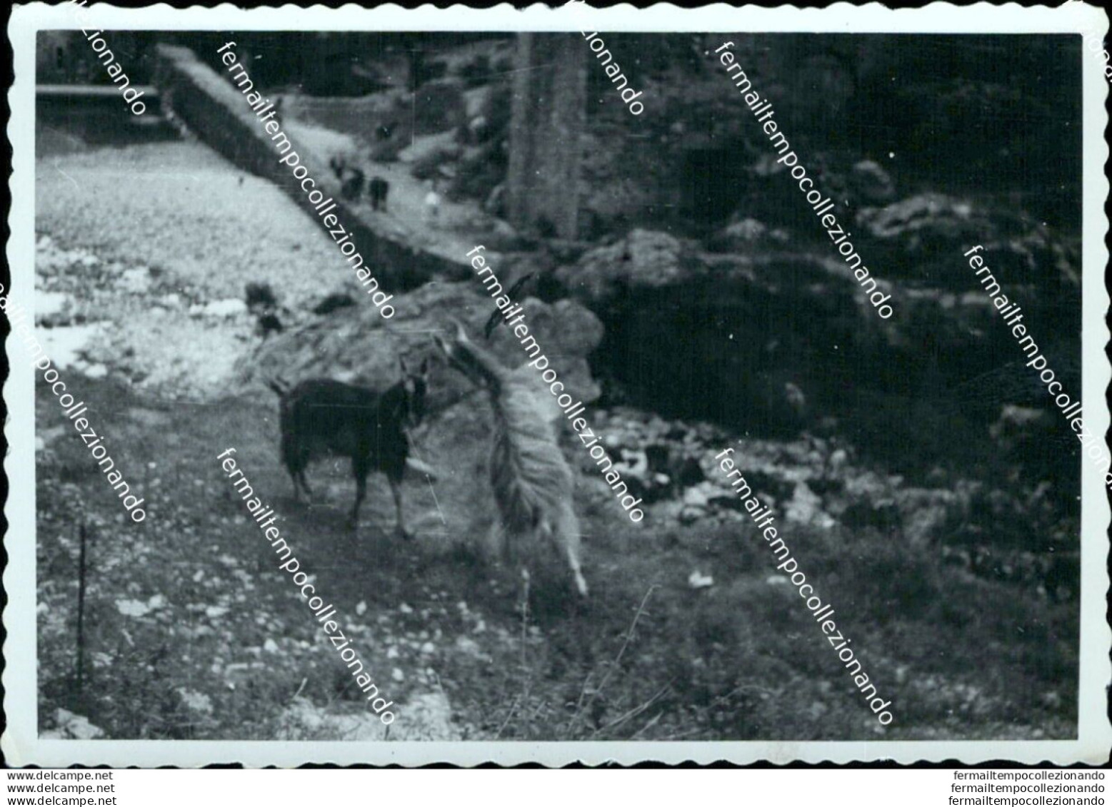 Az687  Foto Privata Equi Terme Frazione Di  Di Fivizzano  1954 Massa Carrara - Massa