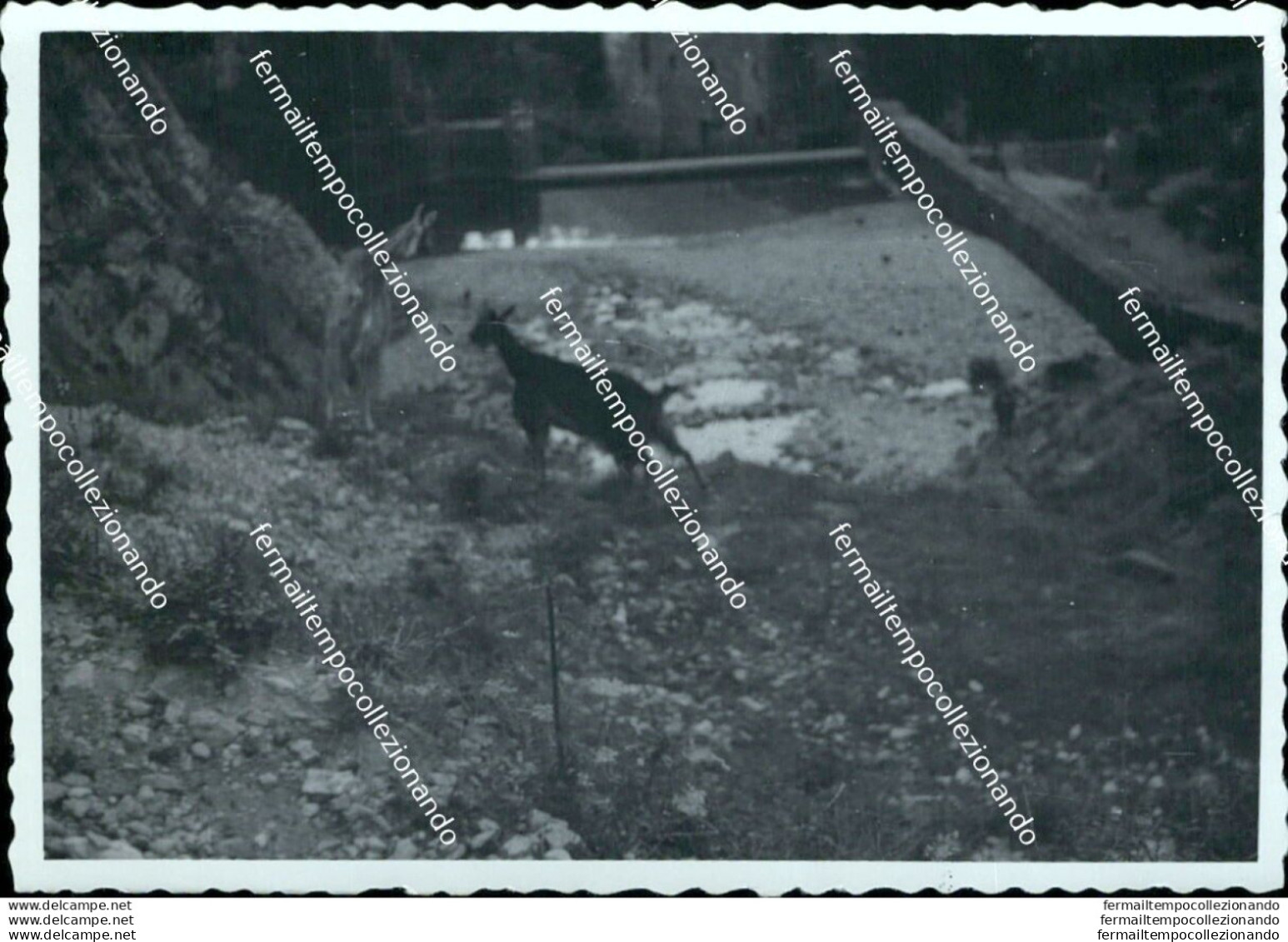 Az686  Foto Privata Equi Terme Frazione Di  Di Fivizzano  1954 Massa Carrara - Massa