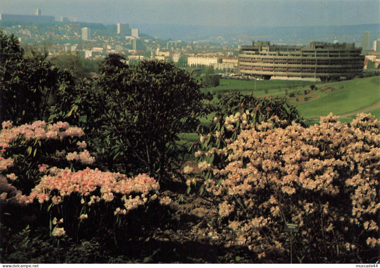 NANCY - CONSERVATOIRE ET JARDINS BOTANIQUES - COLLECTIONS EXTERIEURS - LES RHODODENDRONS - Nancy