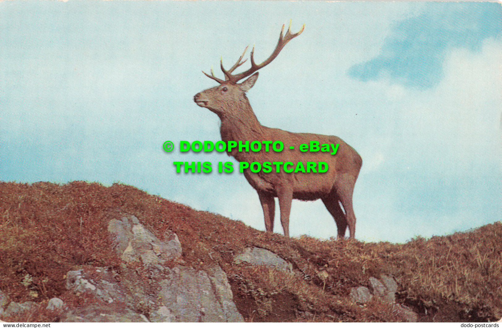 R517808 Red Deer. J. Salmon. Cameracolour - Monde