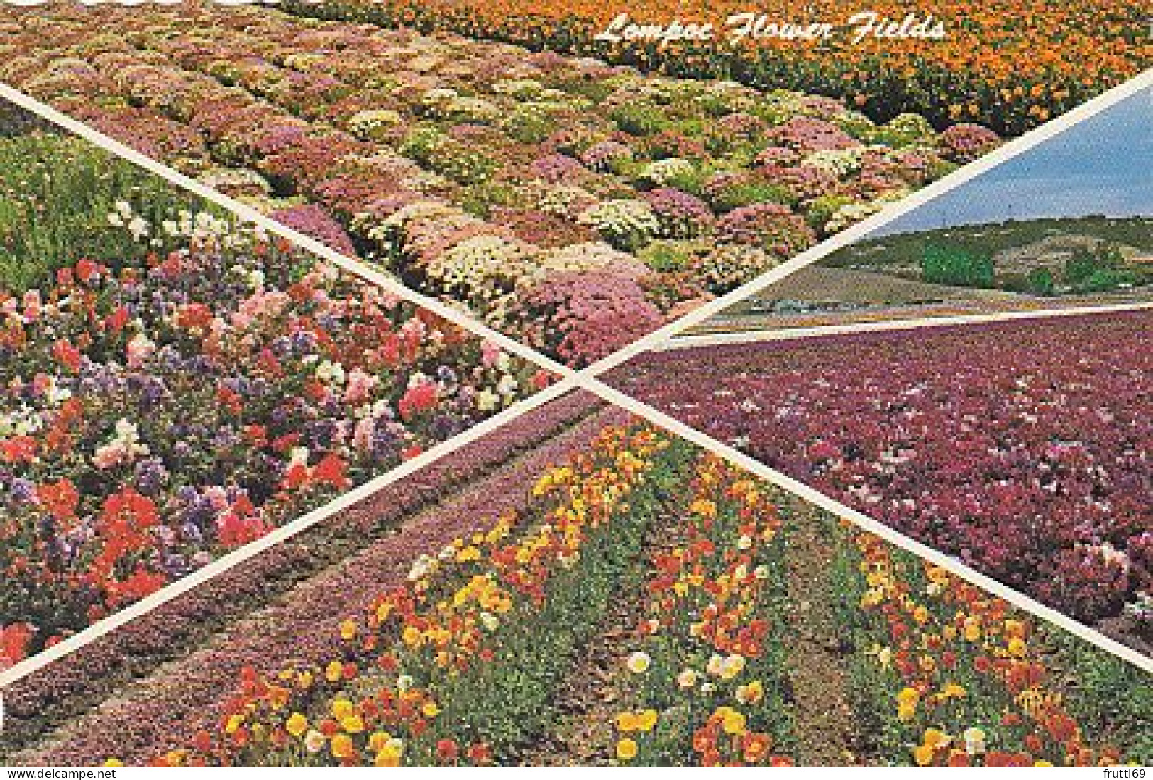 AK 215271 USA - California - Lompoc Flower Fields - Autres & Non Classés