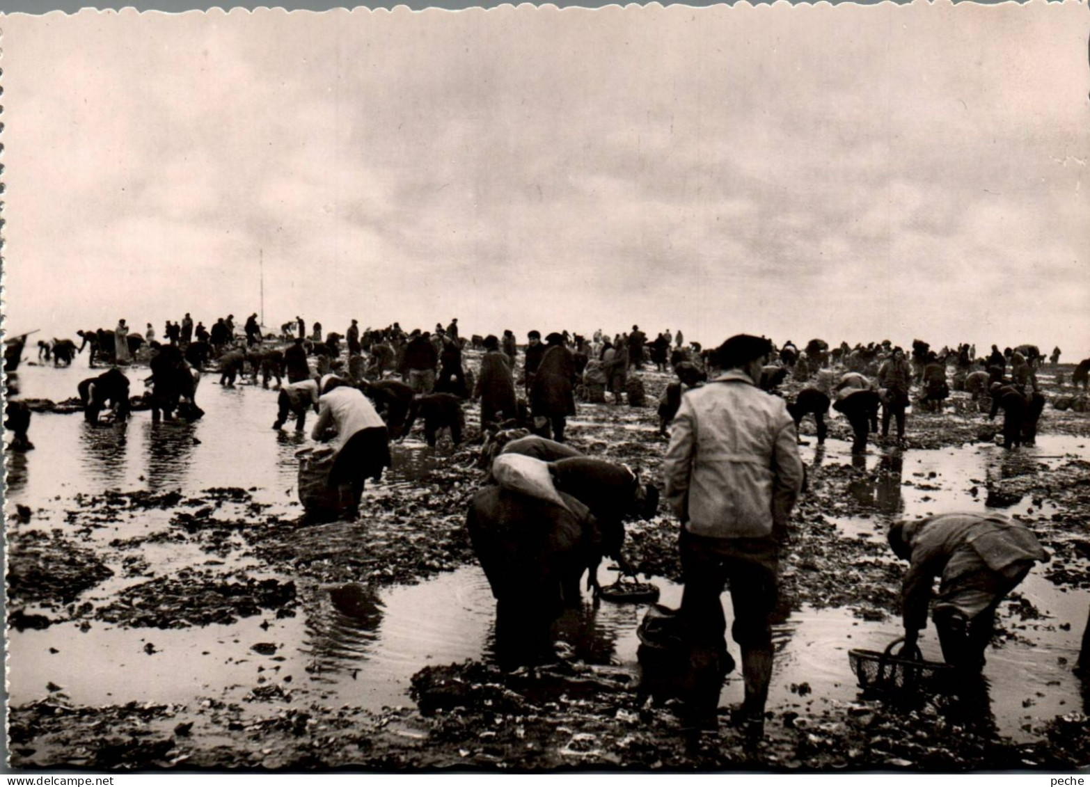 N°1084 W -cpsm L'ostréiculture -la Pêche De L'huître Sur Les Bancs Naturels- - Fischerei