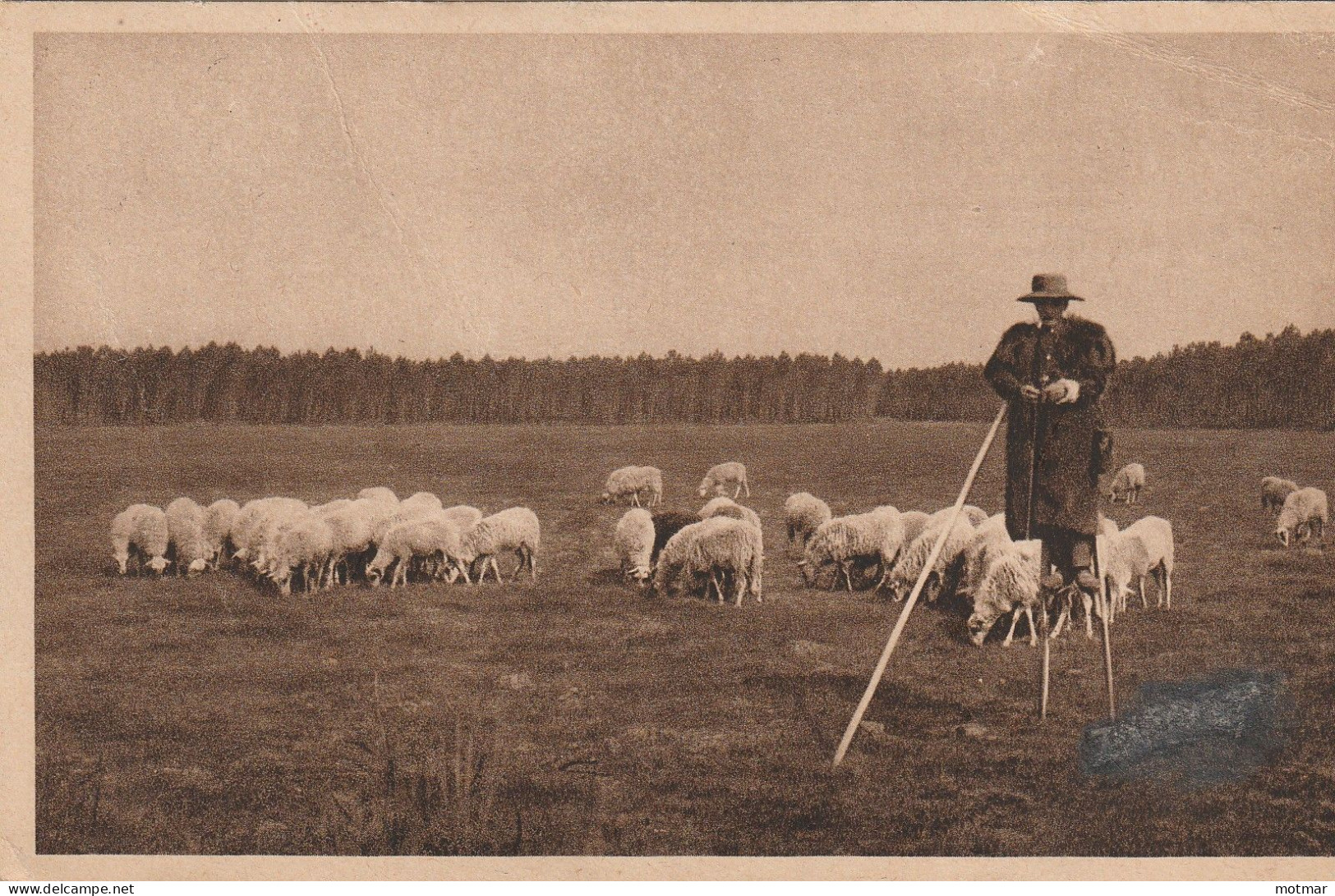 PAYSAGES LANDAIS- Berger Sur échasses En Haute Lande - Autres & Non Classés