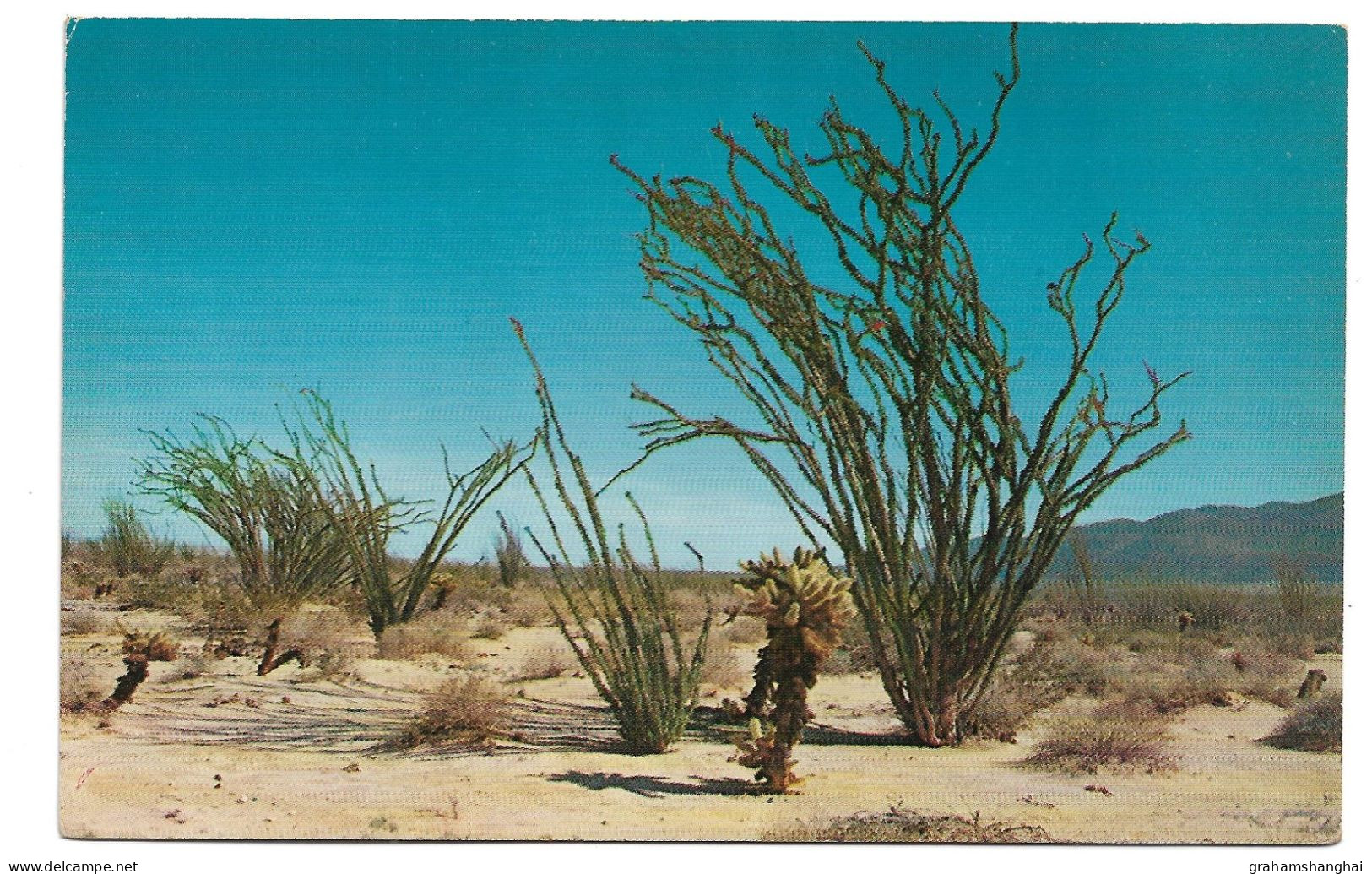 Postcard Ocotillo Plant Fouquieria Splendens Found In Southwest USA & Mexico Unposted - Bloemen