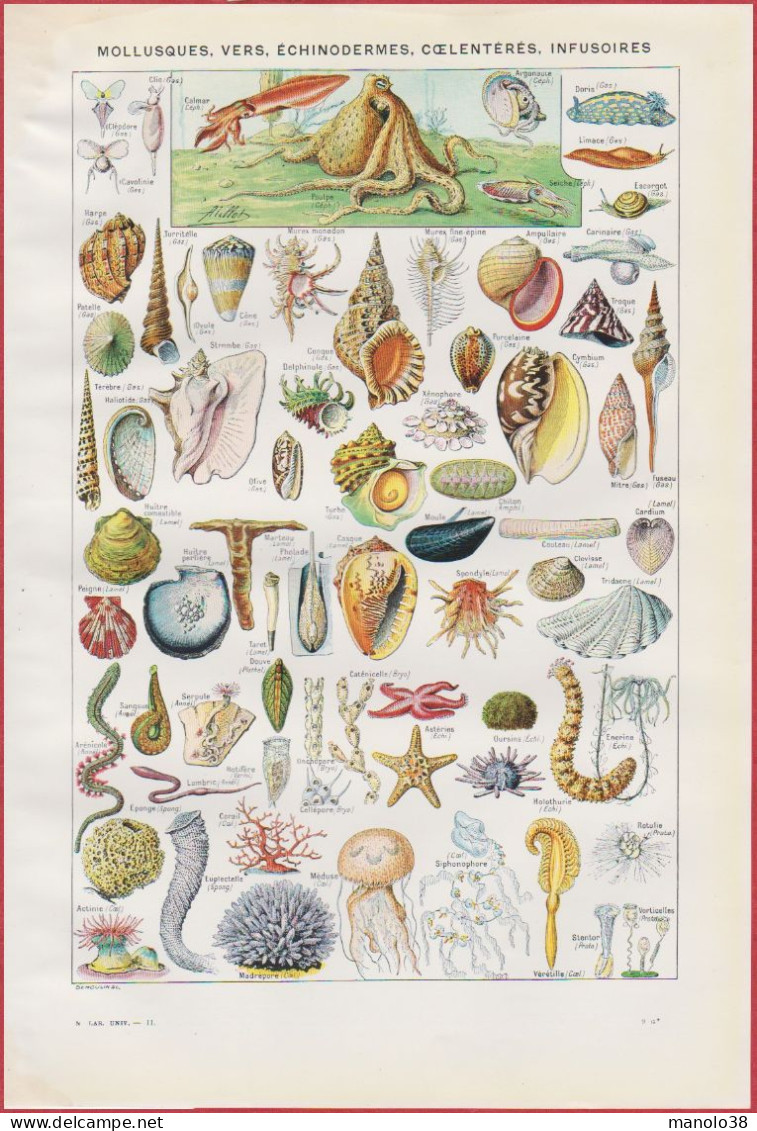 Mollusque, Ver, échinoderme ... Illustration Millot. Mollusques Et Culture De L'escargot, Par Dessertenne. Larousse 1948 - Historische Documenten