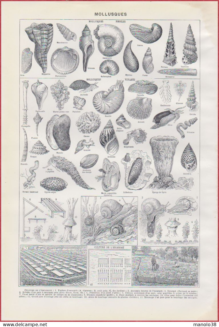 Mollusque, Ver, échinoderme ... Illustration Millot. Mollusques Et Culture De L'escargot, Par Dessertenne. Larousse 1948 - Historische Documenten