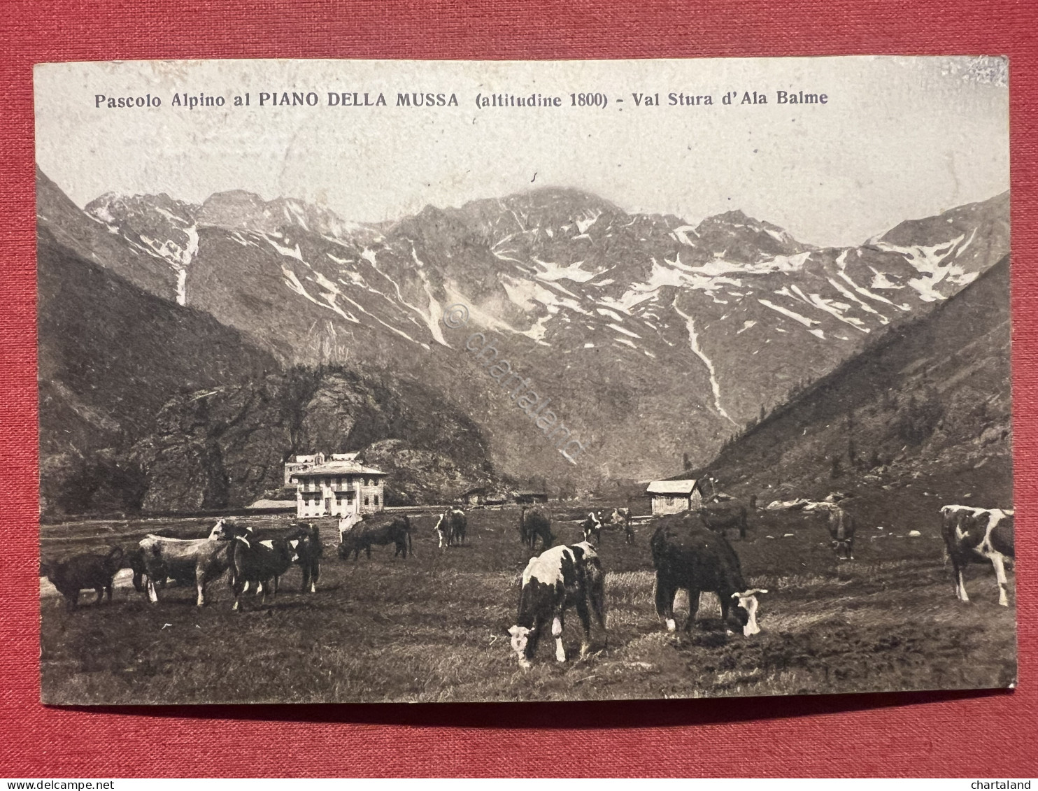 Cartolina - Pascolo Alpino Al Pian Della Mussa - Val Stura D'Ala Balme - 1927 - Other & Unclassified