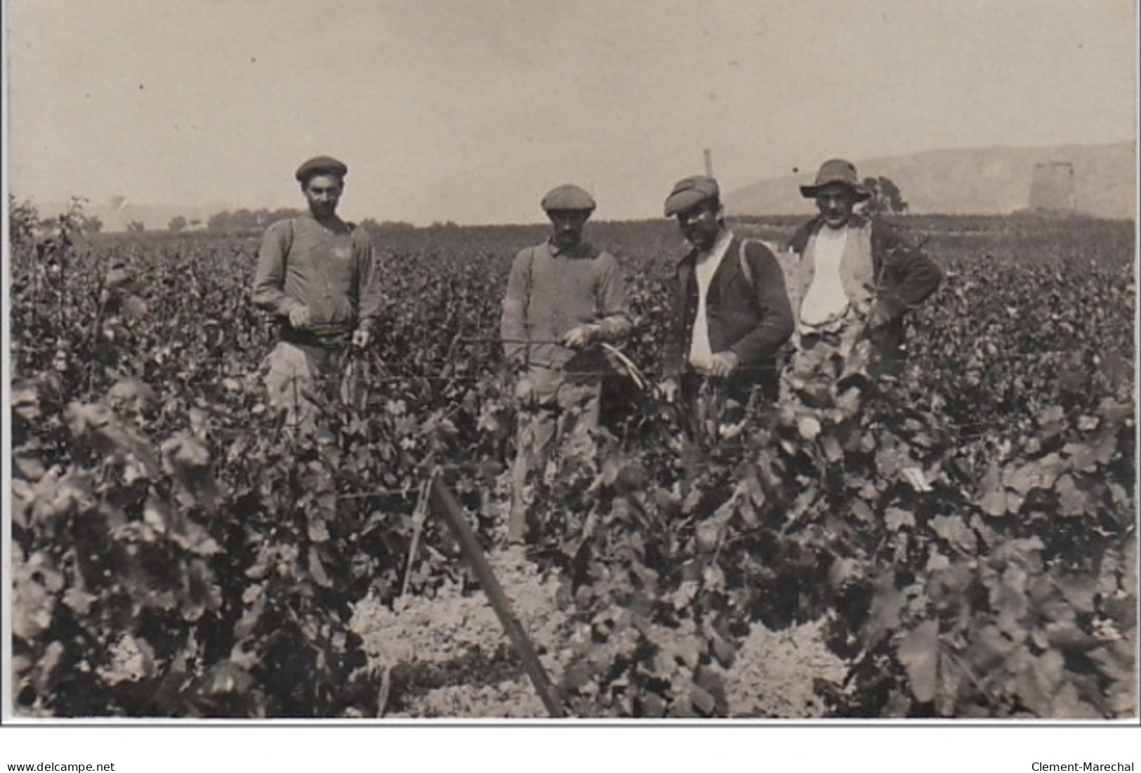 OLONZAC : Carte Photo D' Agriculteurs Vaporisant Un Produit Sur Les Vignes Vers 1910 - Très Bon état - Other & Unclassified