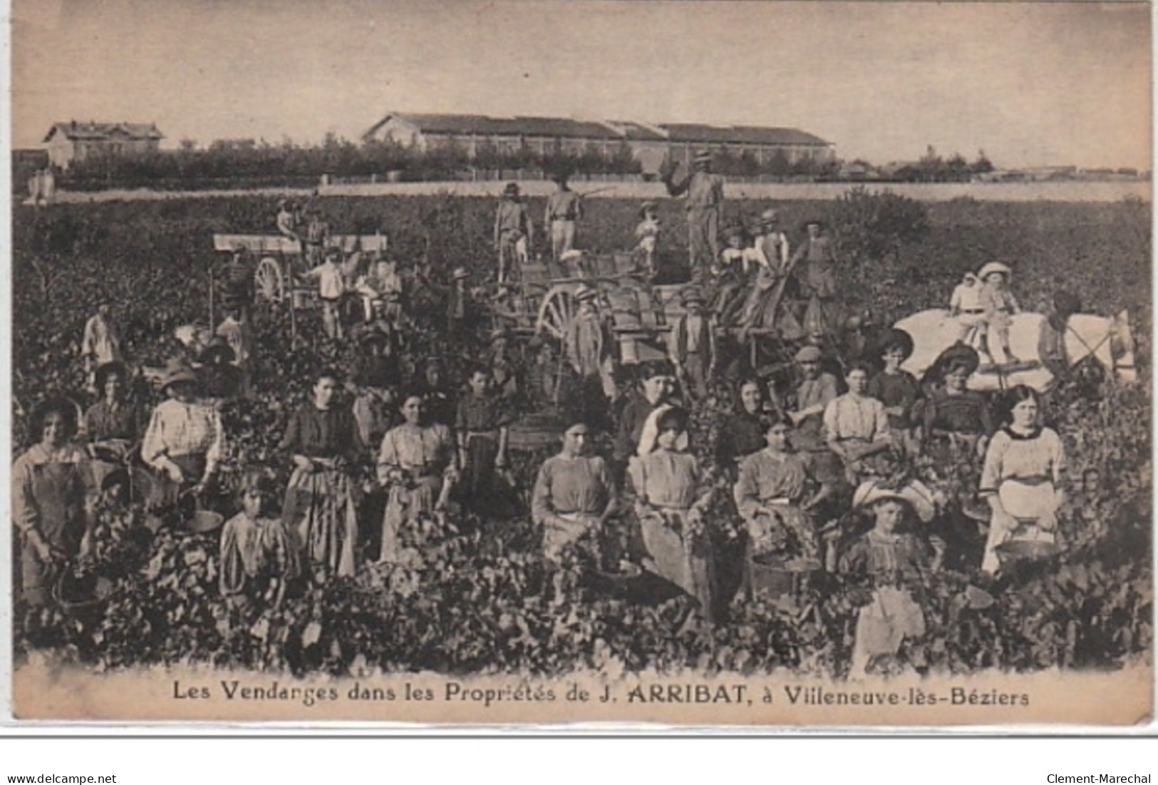 VILLENEUVE LES BEZIERS : Les Vendanges Dans Les Propriétés De J. Arribat - Très Bon état - Other & Unclassified