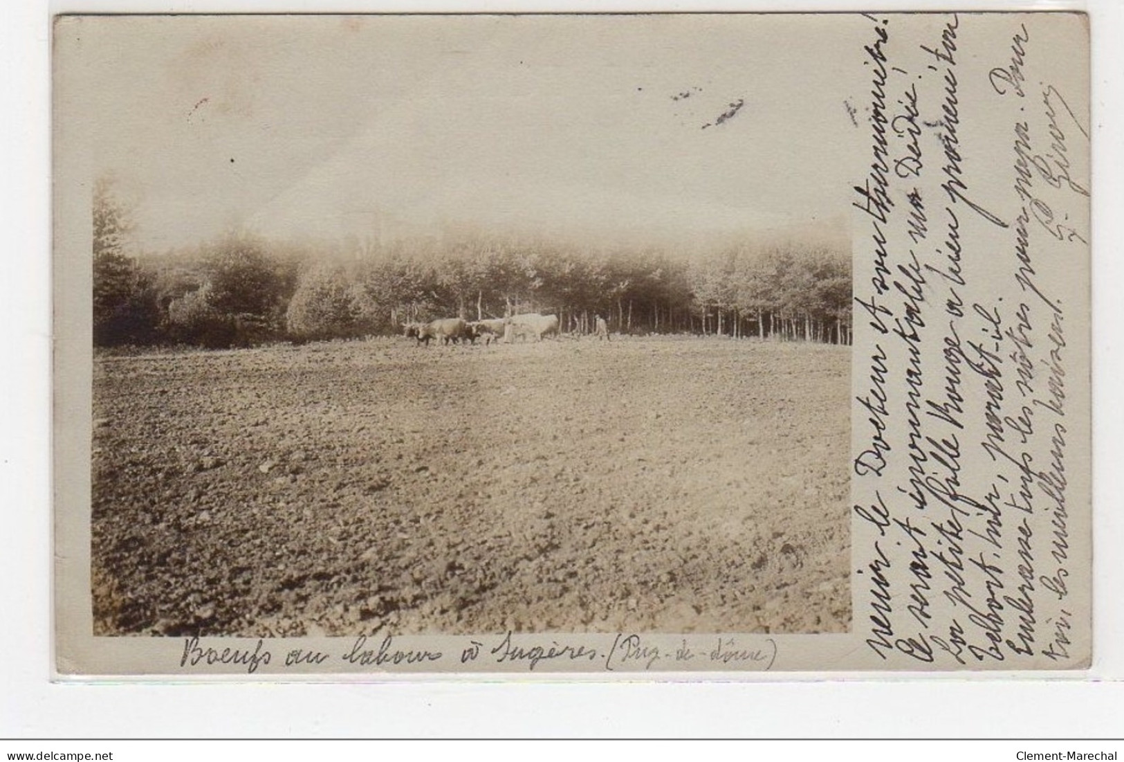 SUGERES : Carte Photo De Boeufs Au Labour - Très Bon état - Autres & Non Classés