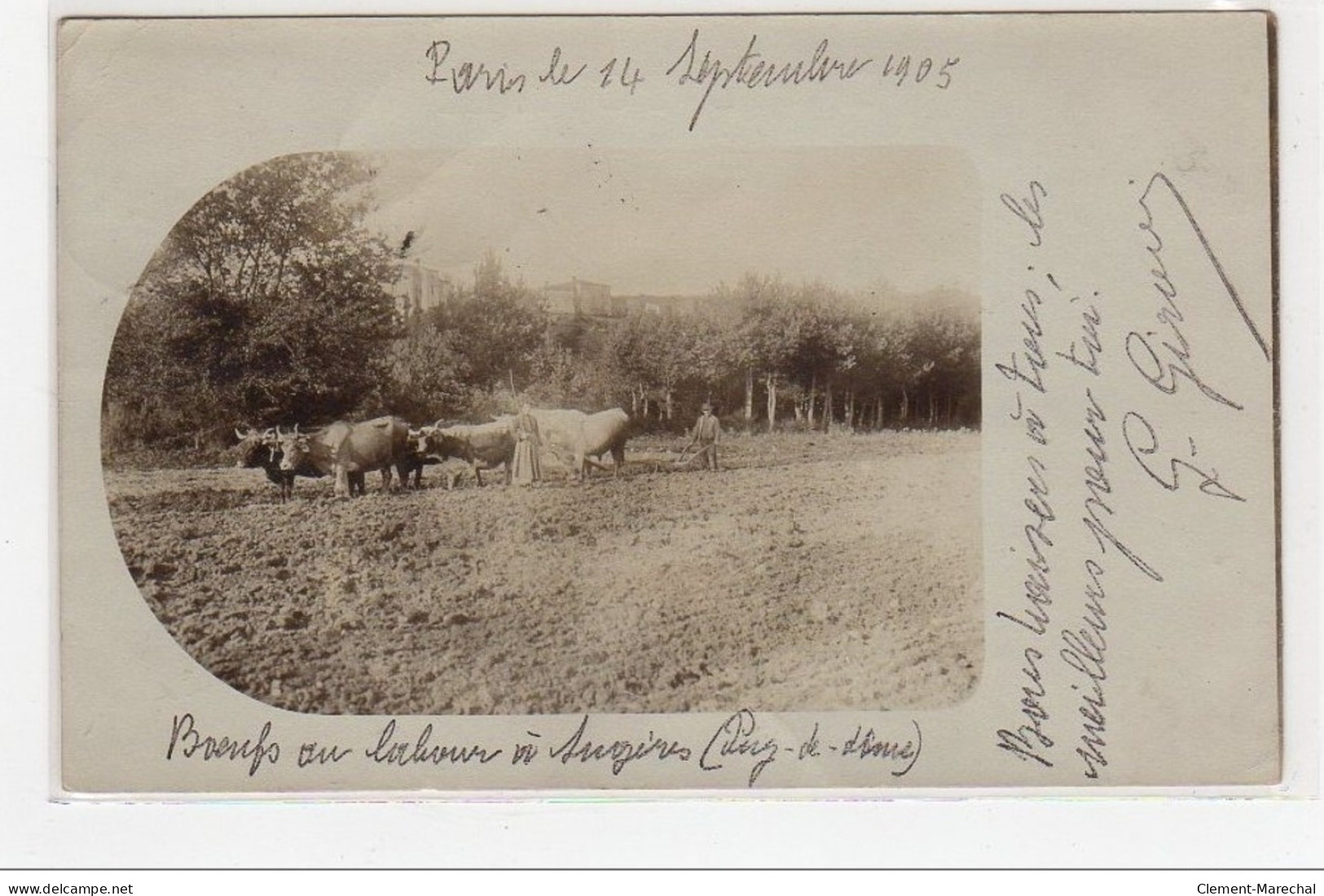 SUGERES : Carte Photo De Boeufs Au Labour - Très Bon état - Autres & Non Classés