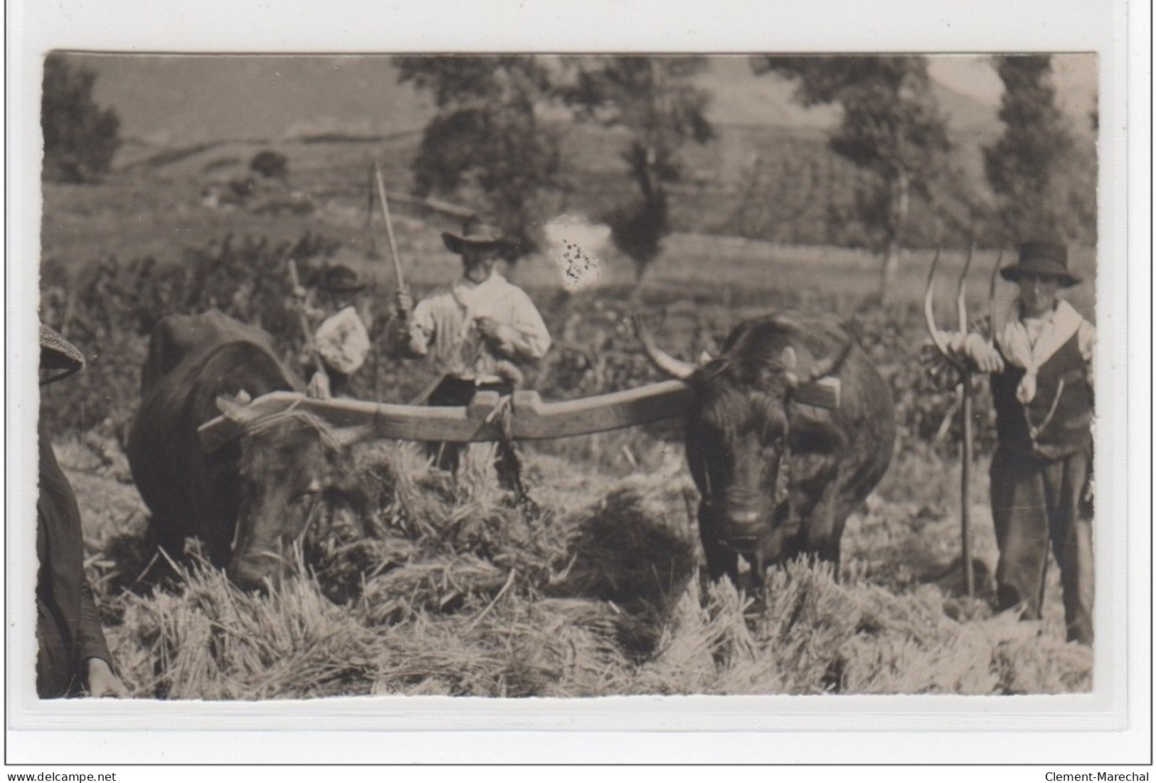 CORSE : Carte Photo D'un Attelage De Boeufs (photo Cardinali à Ajaccio) - Très Bon état - Otros & Sin Clasificación