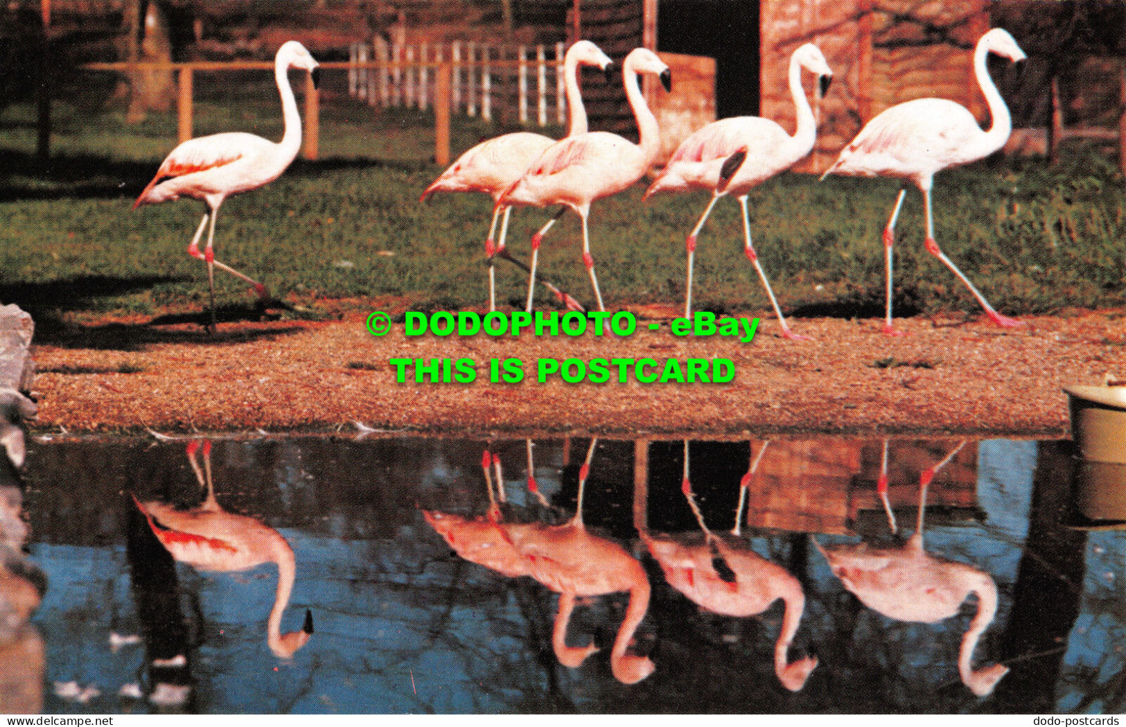 R518276 Chilean Flamingoes. Archway Publicity. Postcard - Wereld