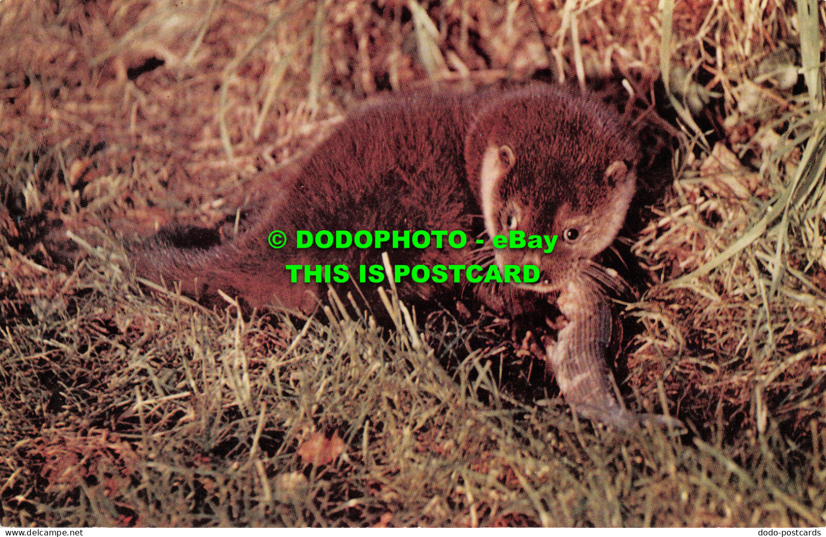 R518505 Otter Cub. Animal. Salmon - Wereld