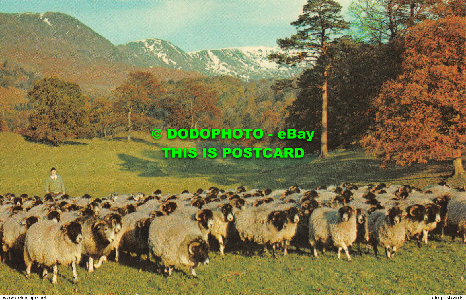 R518506 Gathering Herdwick Sheep At Rydal Park. Ambleside. KLD750. Jarrold. Sand - Wereld