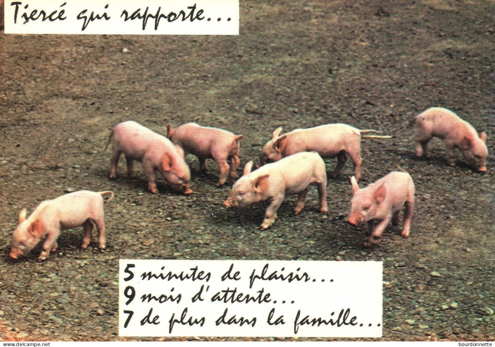 THEME  HUMOUR / Cochons - Humour