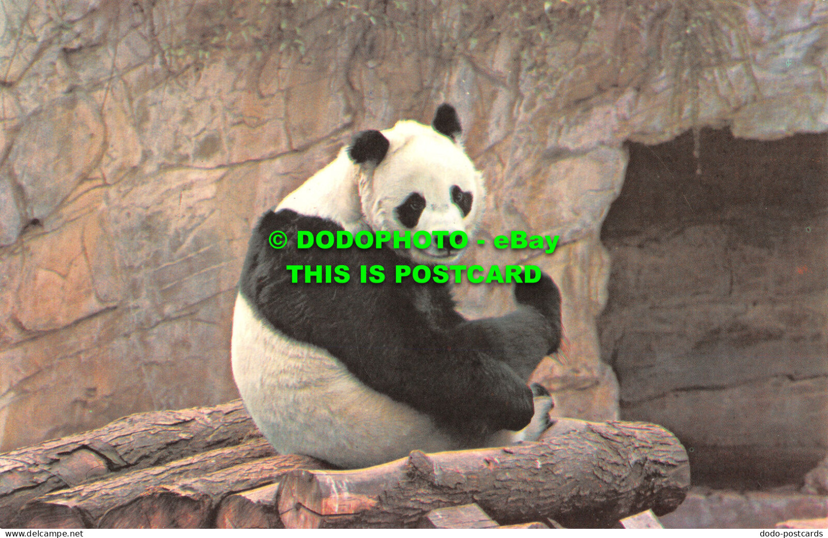 R518516 Giant Panda. Chi Chi. M. Lyster. The Zoological Society Of London. Londo - Other & Unclassified