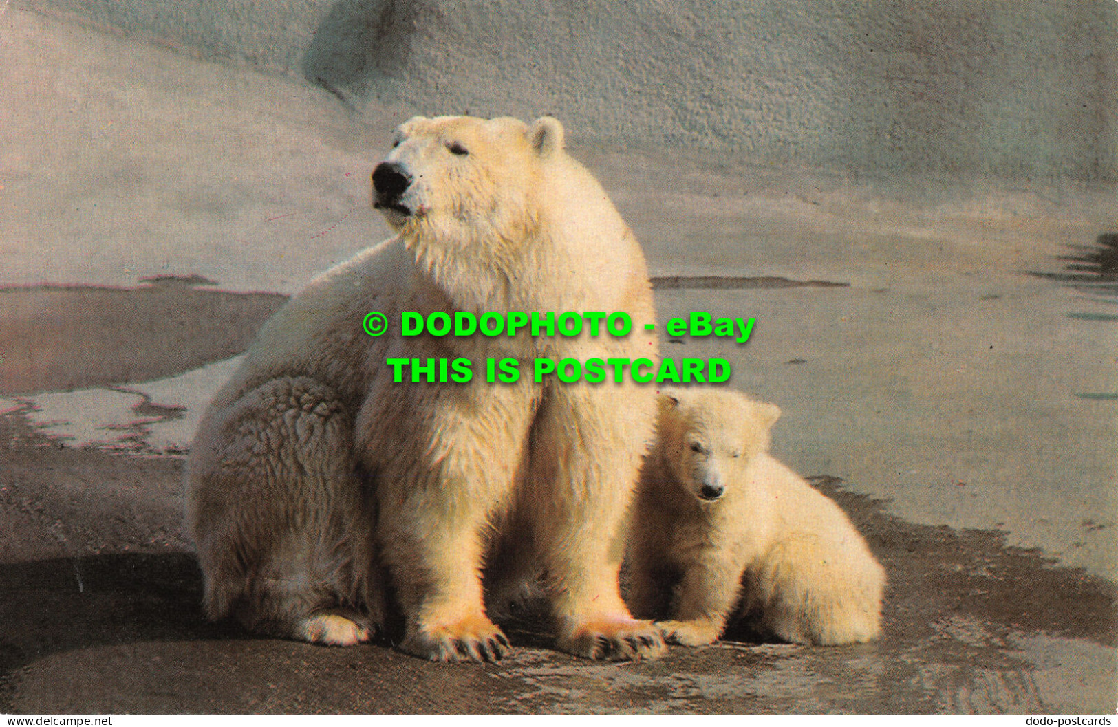 R518518 Polar Bear And Baby. M. Lyster. Zoological Society Of London. London Zoo - Sonstige & Ohne Zuordnung