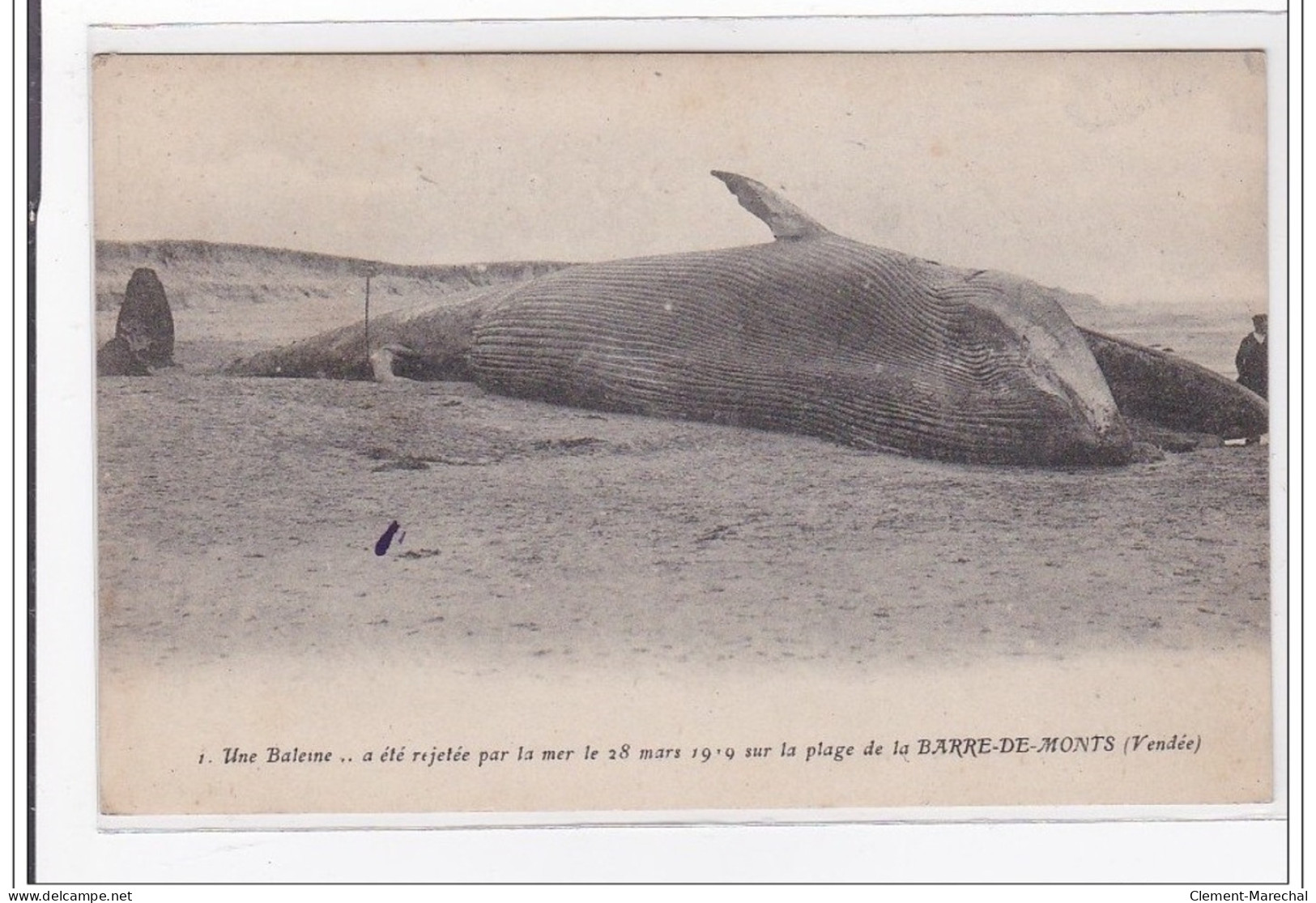 BARRE-de-MONT : Une Baleine .. A Ete Rejeté Par La Mer Le 28 Mars 1919 Sur La Plage De La Barre-de-monts - Tres Bon Etat - Other & Unclassified