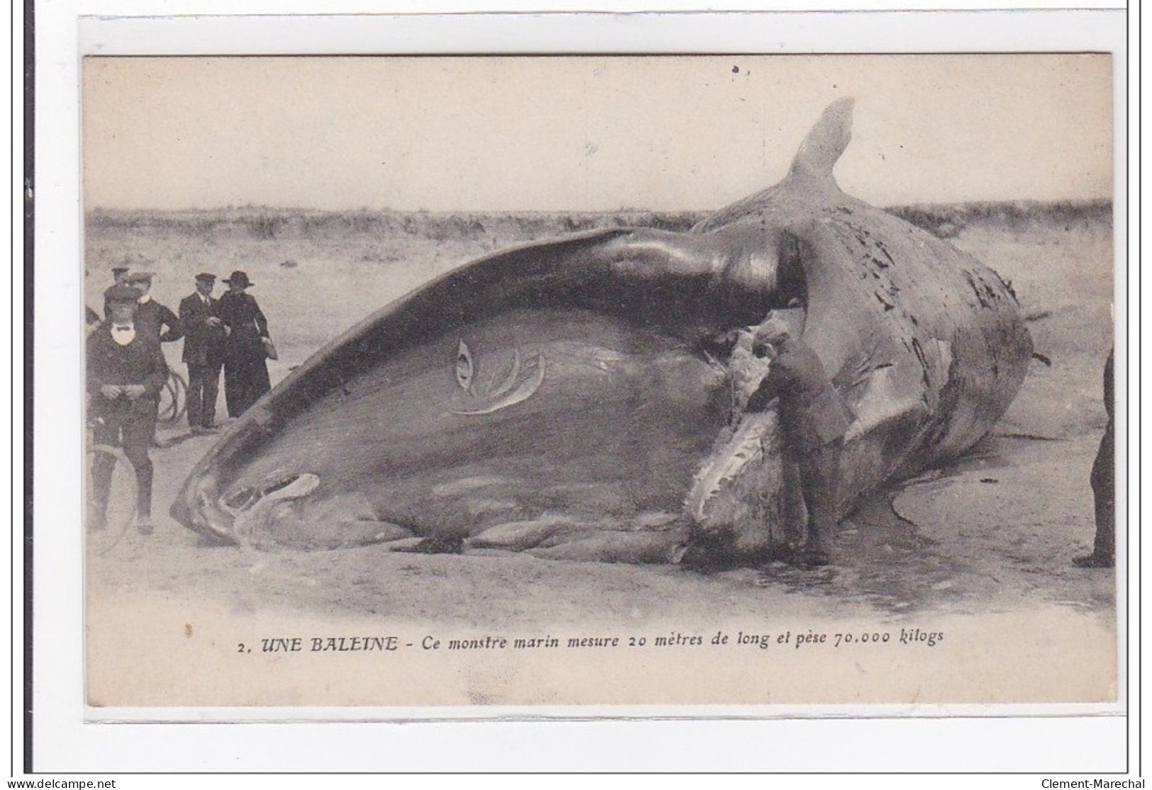 BARRE-de-MONTS : Une Baleine, Ce Monstre Marin Mesure 20 Metres De Long Et Pese 70 000 Kilos - Tres Bon Etat - Altri & Non Classificati