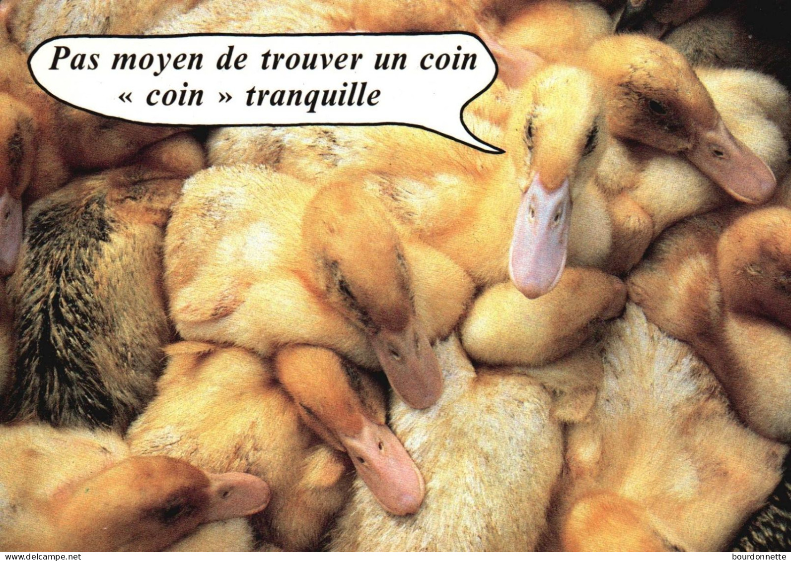 THEME  HUMOUR / Canards - Humor