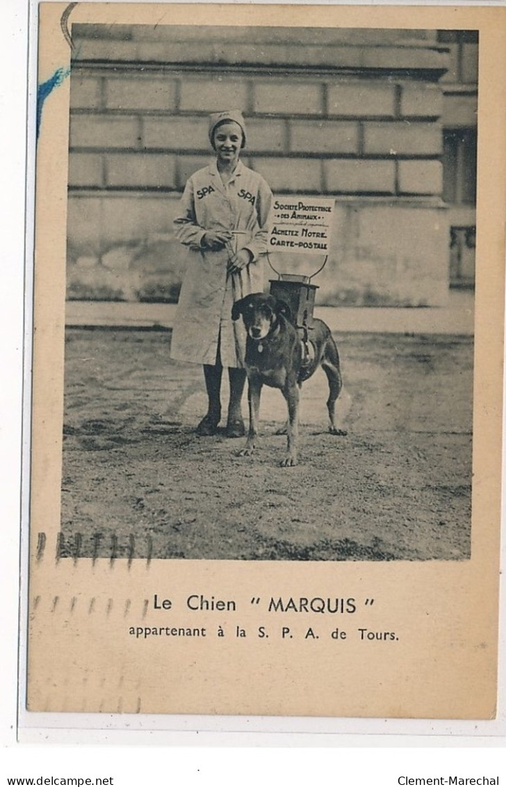 TOURS - Le Chien """"Marquis"""" Appartenant à La SPA De Tours - Très Bon état - Tours