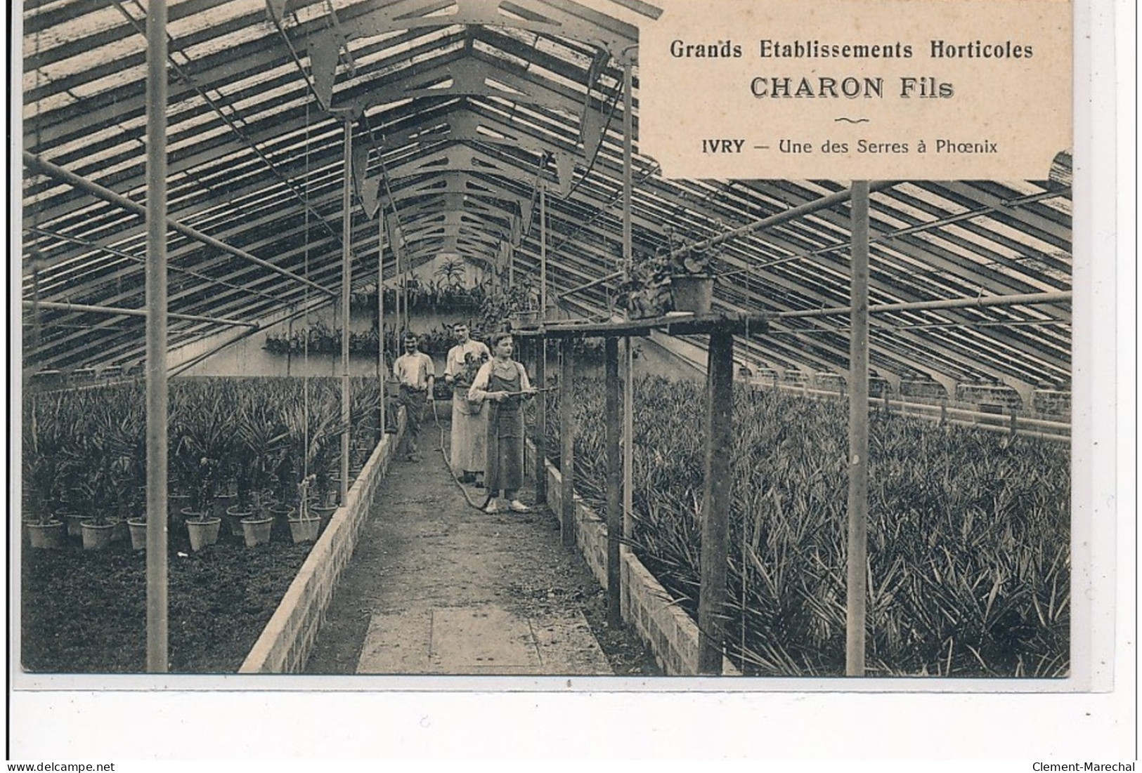 IVRY - Grands Etablissements Horticoles Charon Fils - Une Des Serres à Phoenix - Très Bon état - Ivry Sur Seine