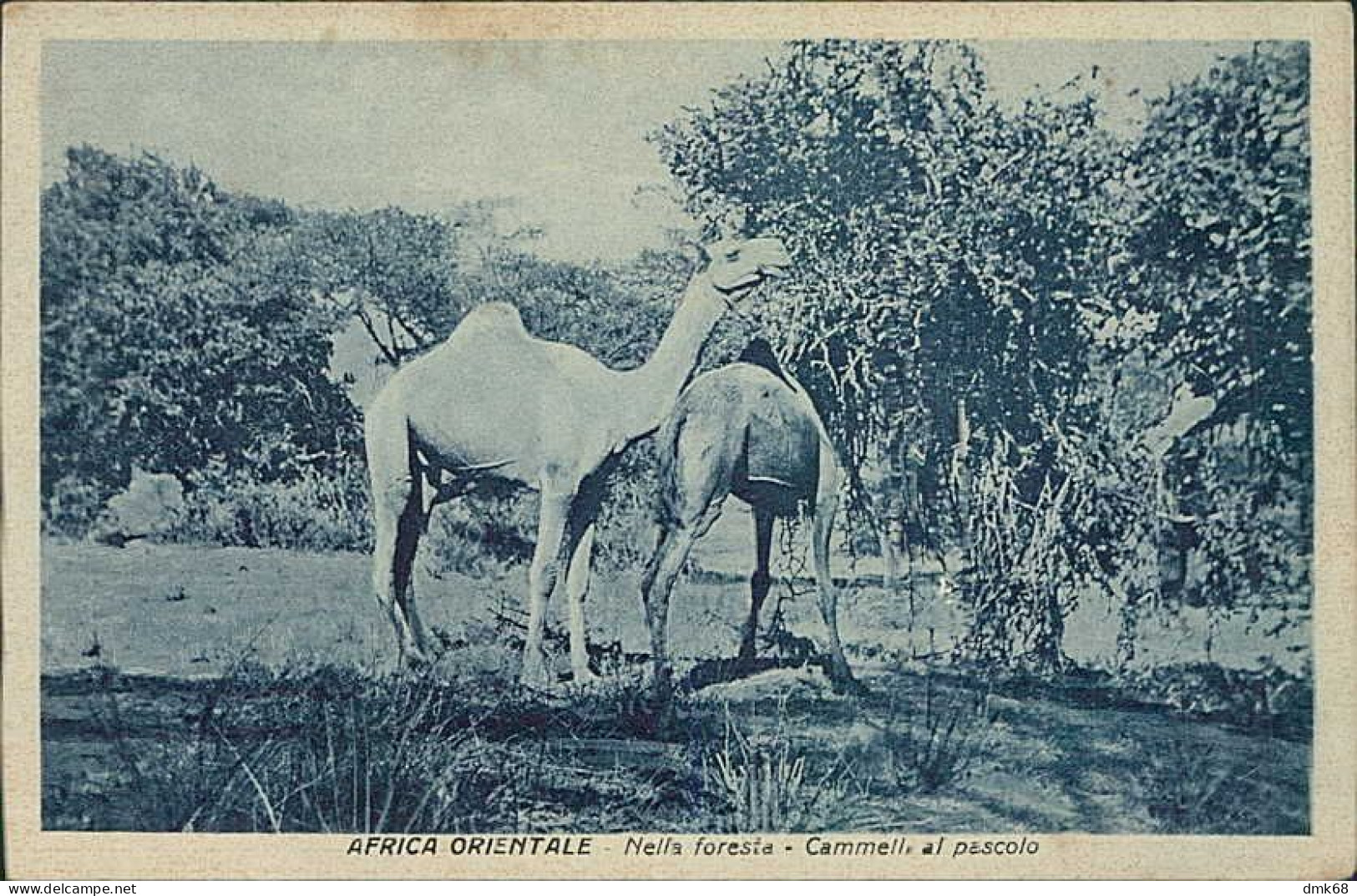 AFRICA - ERITREA - CAMMELLI AL PASCOLO /  CAMELS GRAZING - ED. BASSI - 1930s (12546) - Eritrea