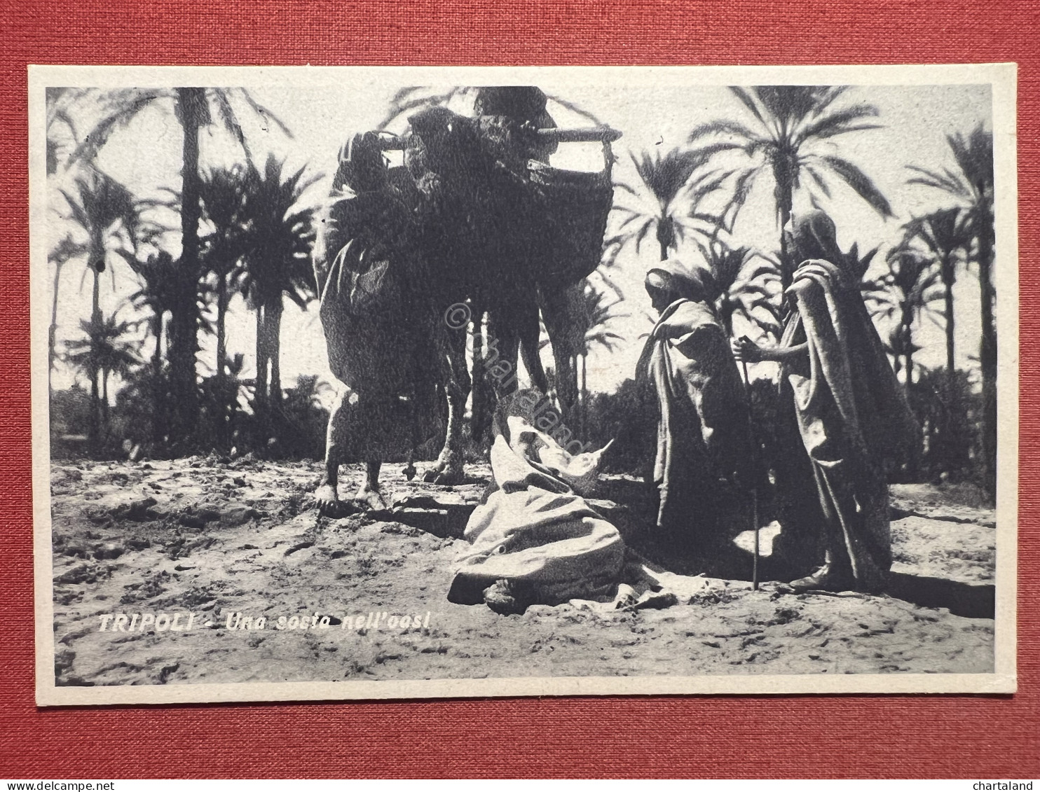 Cartolina Coloniale - Tripoli - Una Sosta Nell'Oasi - 1930 Ca. - Autres & Non Classés