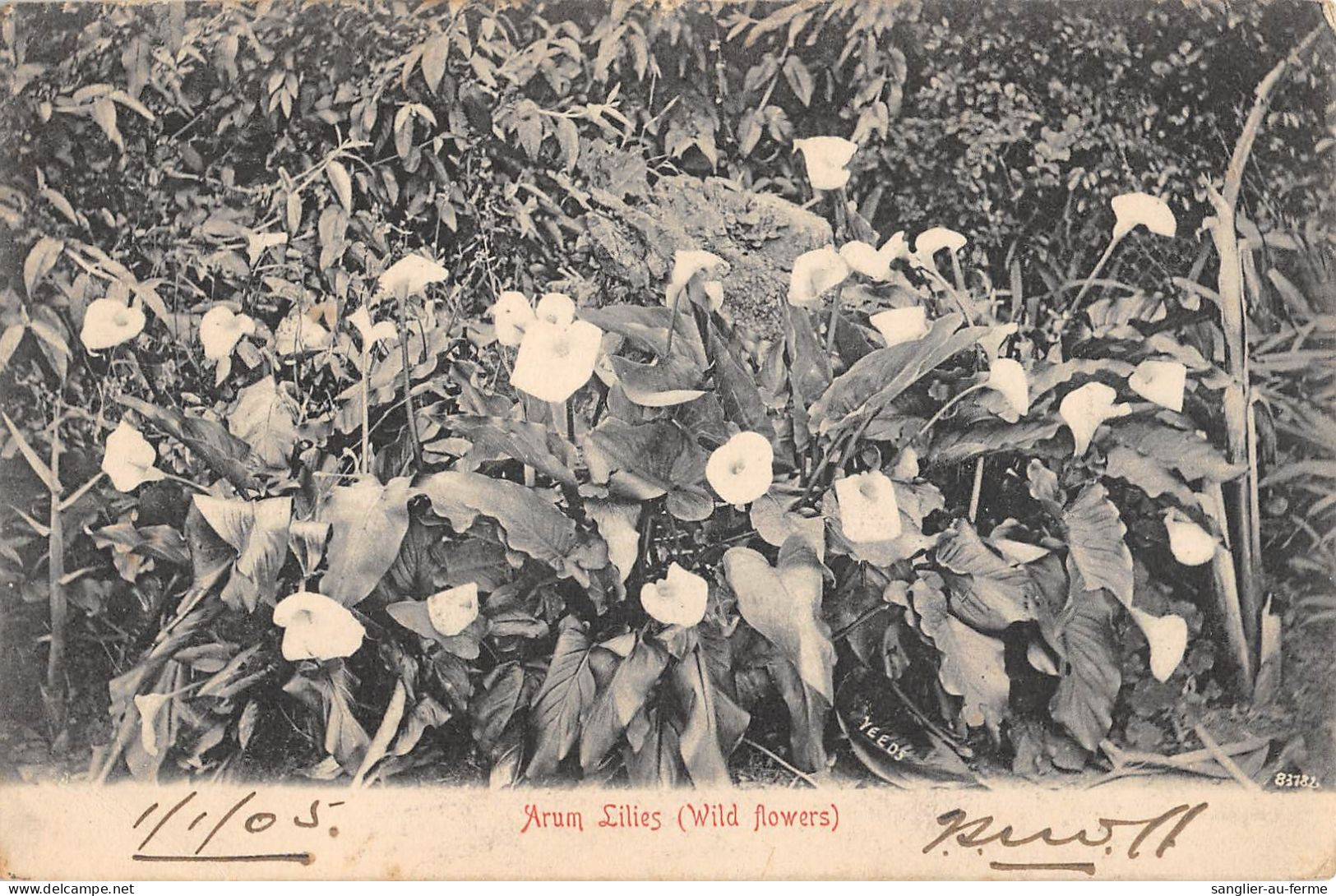 CPA / AFRIQUE DU SUD / ARUM LILIES / WILD FLOWERS - Zuid-Afrika