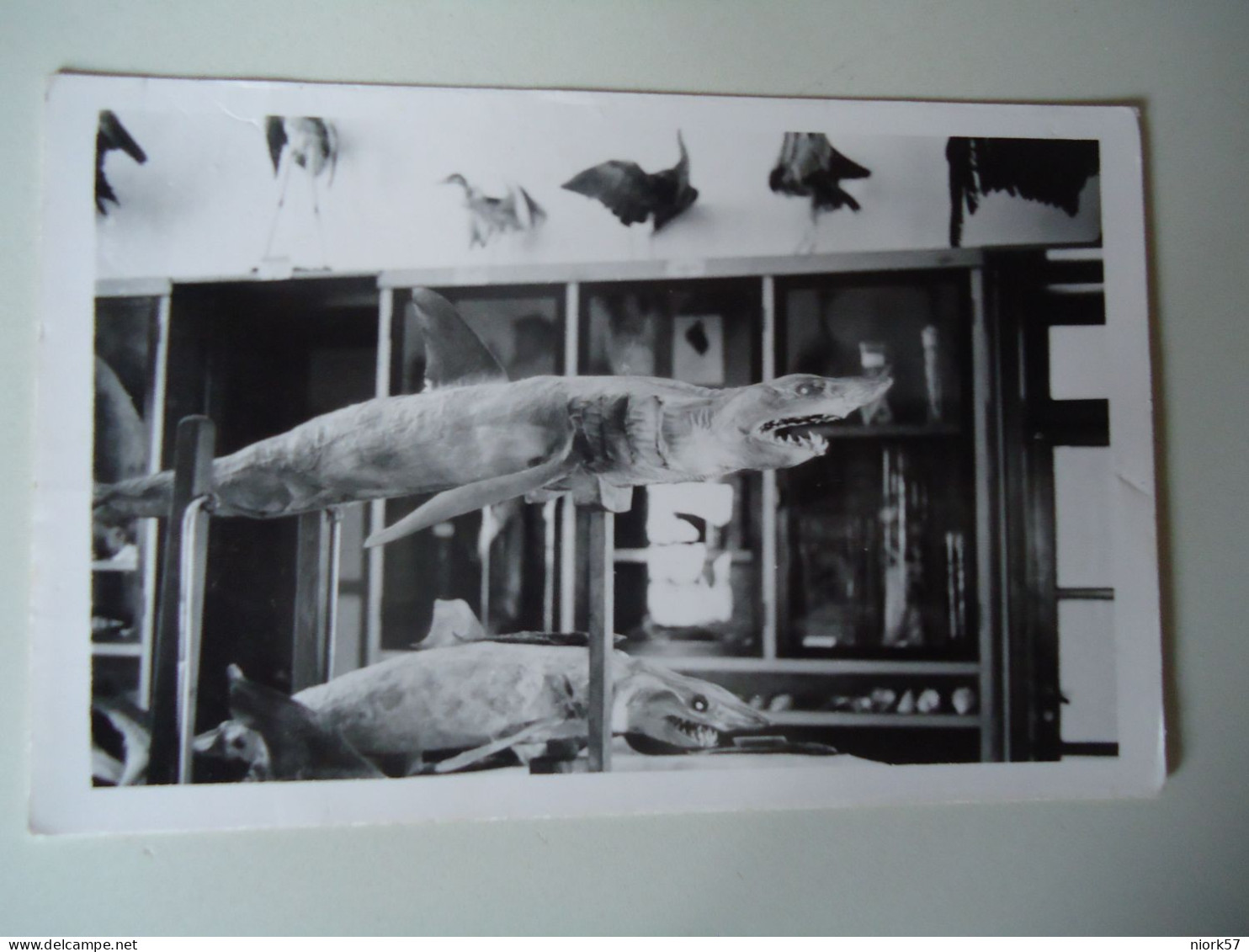 GREECE  POSTCARDS  FISHES IN MUSEUM    FOR MORE PURCHASES 10% DISCOUNT - Greece