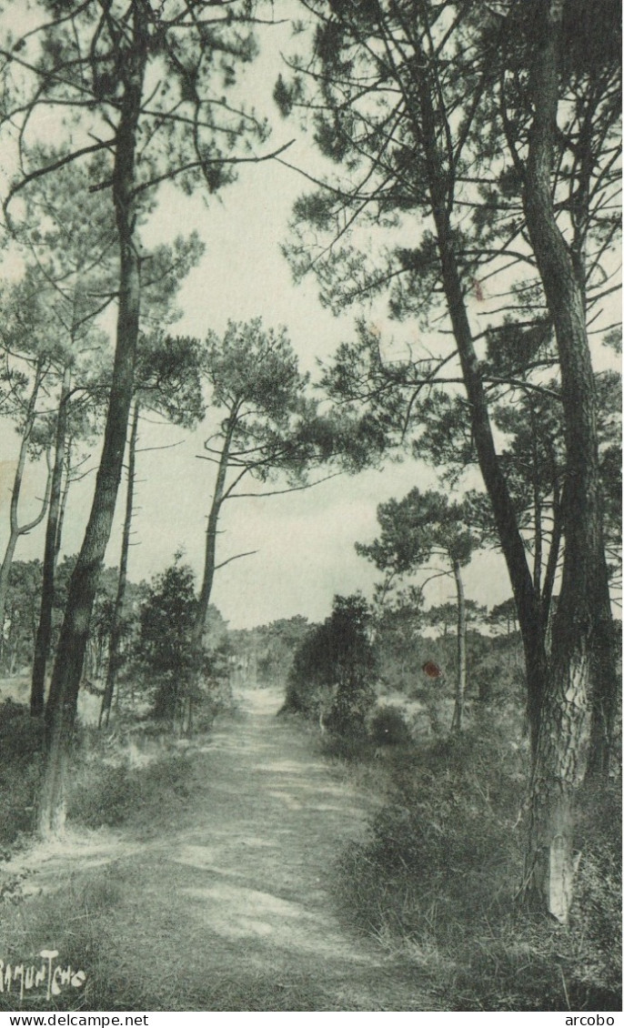 ILE D'OLERON : BOYARDVILLE - FORET DES SAUMONARDS - Ile D'Oléron