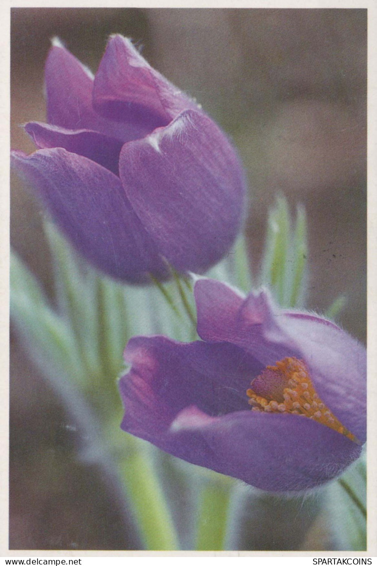 FLORES Vintage Tarjeta Postal CPSM #PAS460.A - Flowers