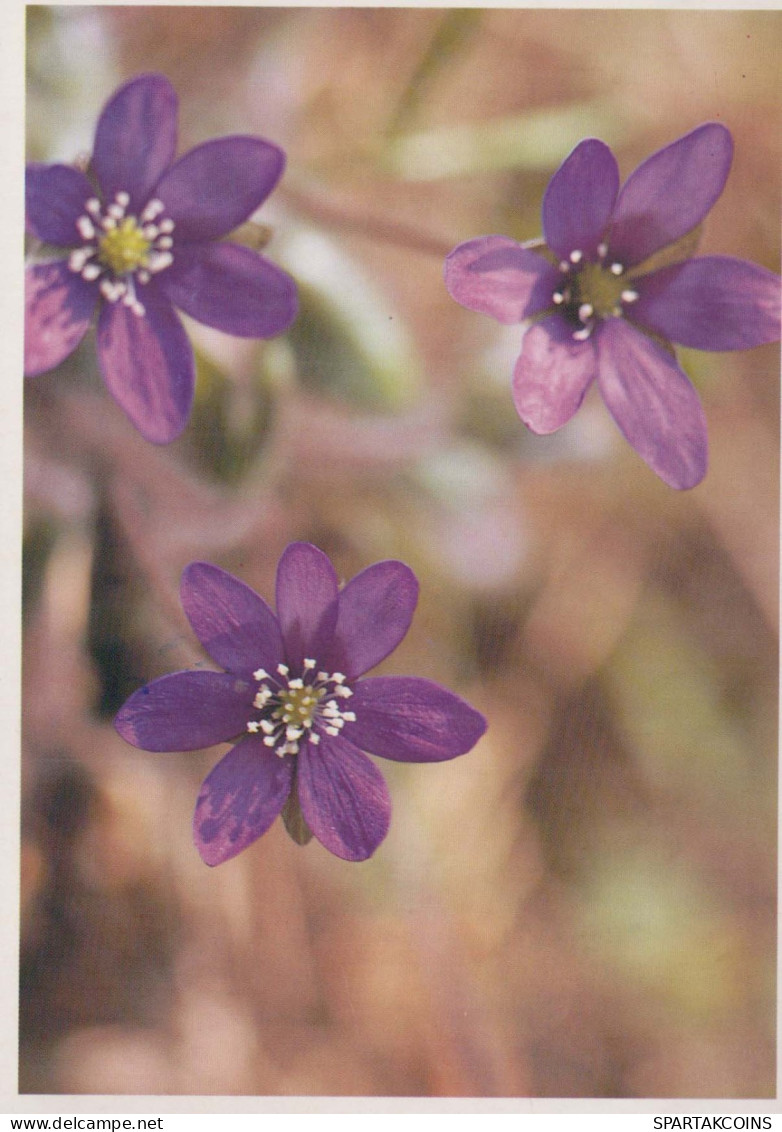 FLOWERS Vintage Postcard CPSM #PAS444.A - Flowers