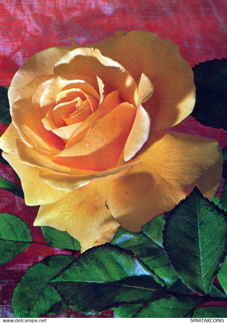 FLOWERS Vintage Ansichtskarte Postkarte CPSM #PAS348.A - Flowers