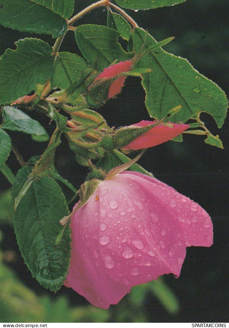 FLOWERS Vintage Ansichtskarte Postkarte CPSM #PAS223.A - Flowers